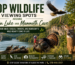 Top Wildlife Viewing Spots Around Nolin Lake and Mammoth Cave