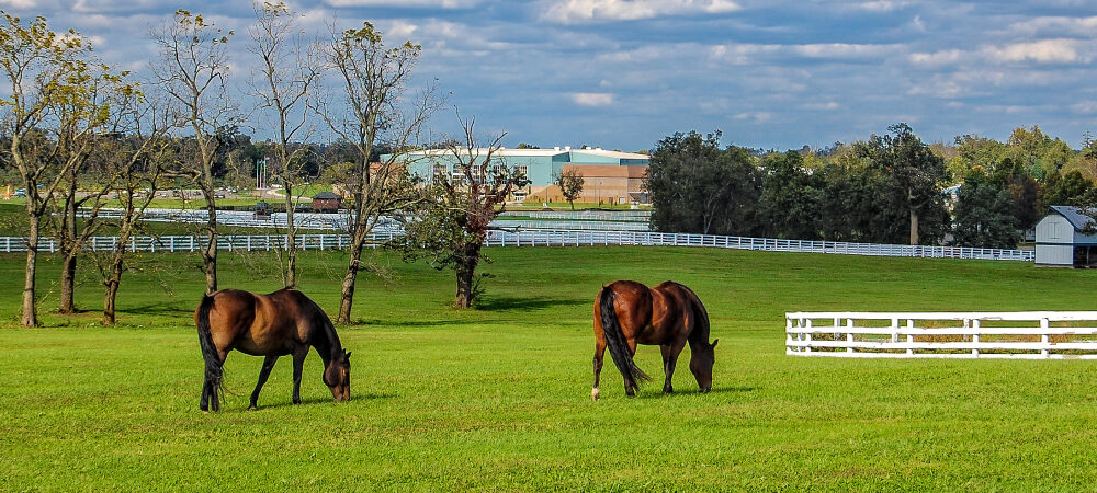 RV Park Horse Country